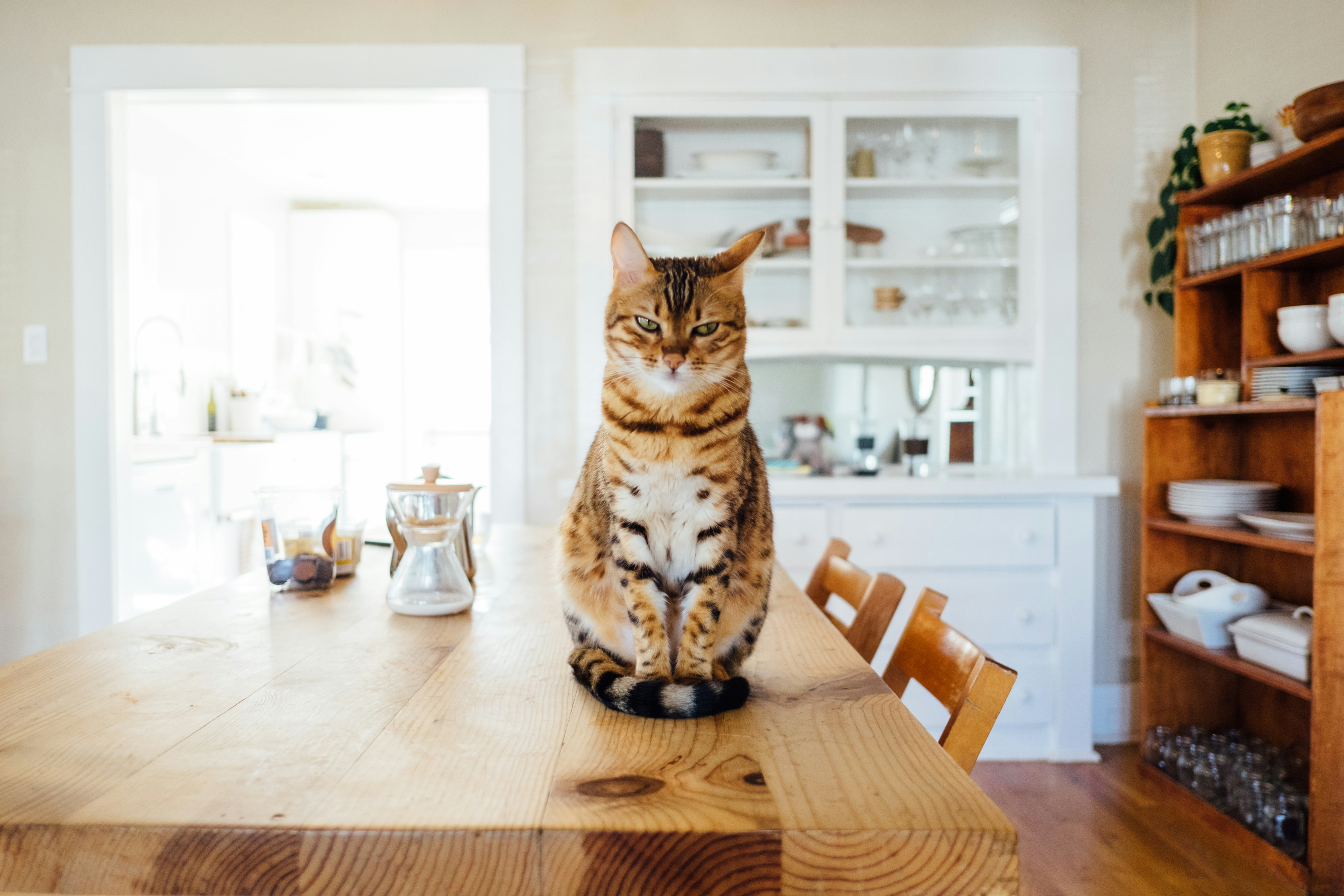 Smart Scheduling for Pet Services